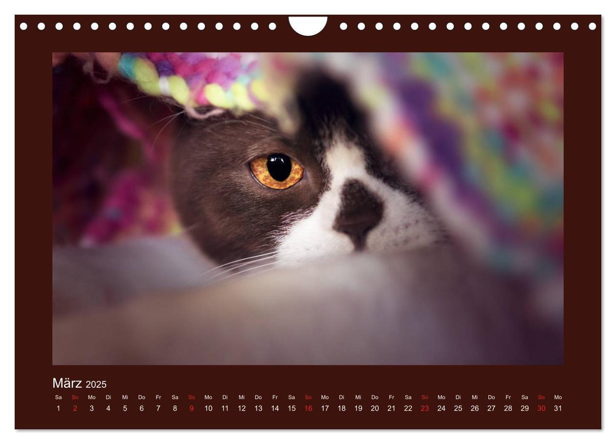 Bild: 9783435482917 | Britisch Kurzhaar Katzen - Poesie fürs Auge (Wandkalender 2025 DIN...