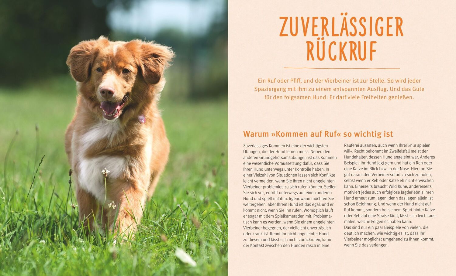 Bild: 9783833848452 | Rückruf-Training für Hunde | So gelingt es Schritt für Schritt | Buch