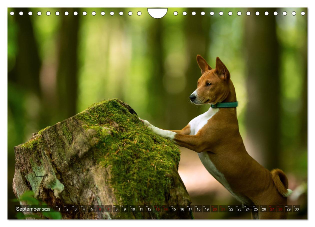 Bild: 9783435025978 | Coole Basenjis (Wandkalender 2025 DIN A4 quer), CALVENDO...