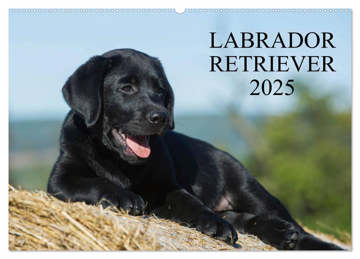 Cover: 9783435760909 | Labrador Retriever 2025 (Wandkalender 2025 DIN A2 quer), CALVENDO...