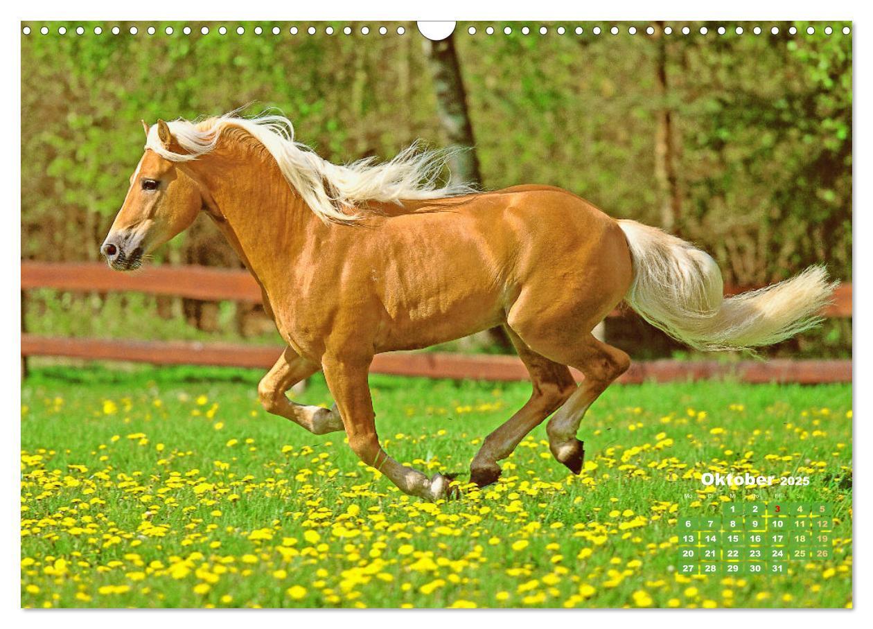 Bild: 9783457184998 | Haflinger: Die blonden Pferde von der Alm (Wandkalender 2025 DIN A3...