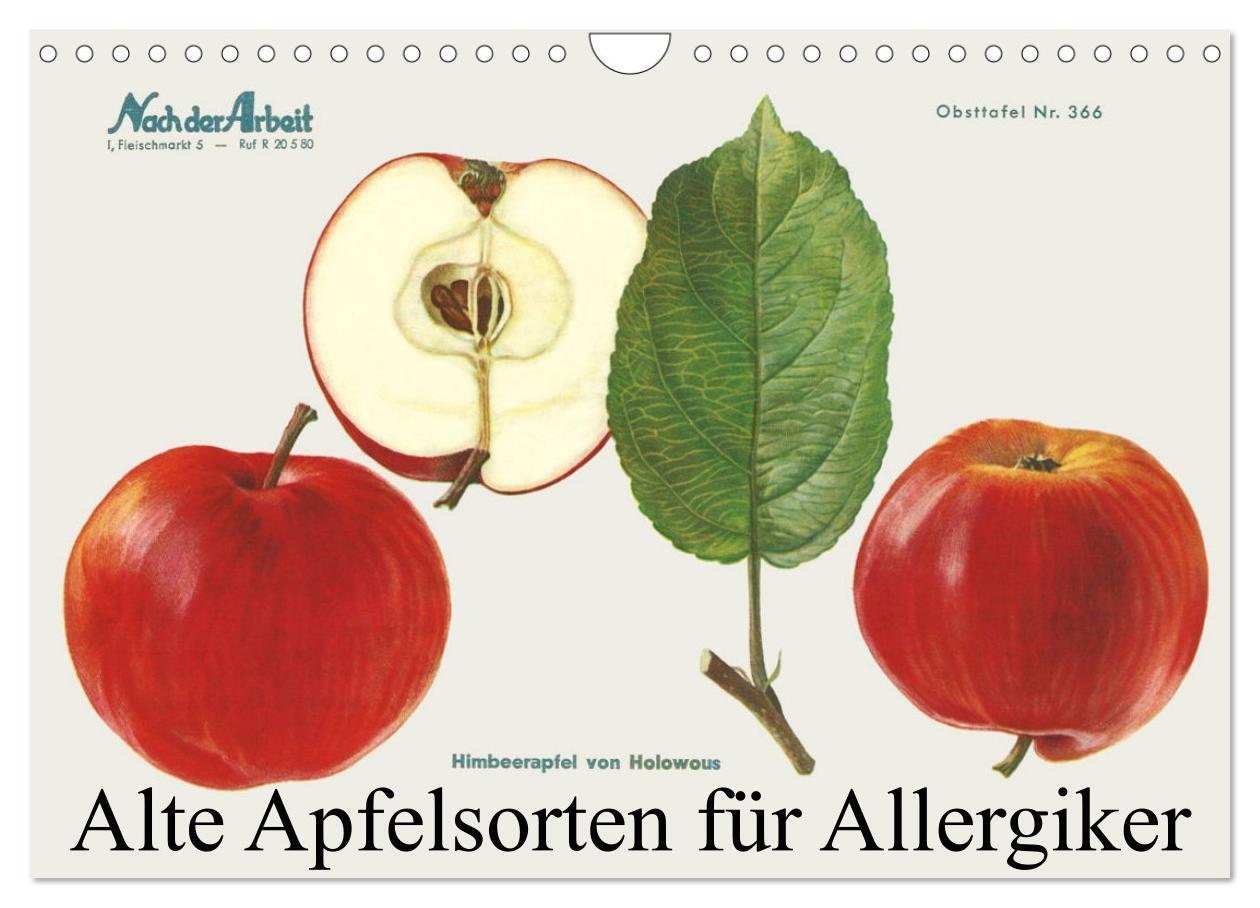 Cover: 9783675488113 | Alte Apfelsorten für Allergiker (Wandkalender 2024 DIN A4 quer),...