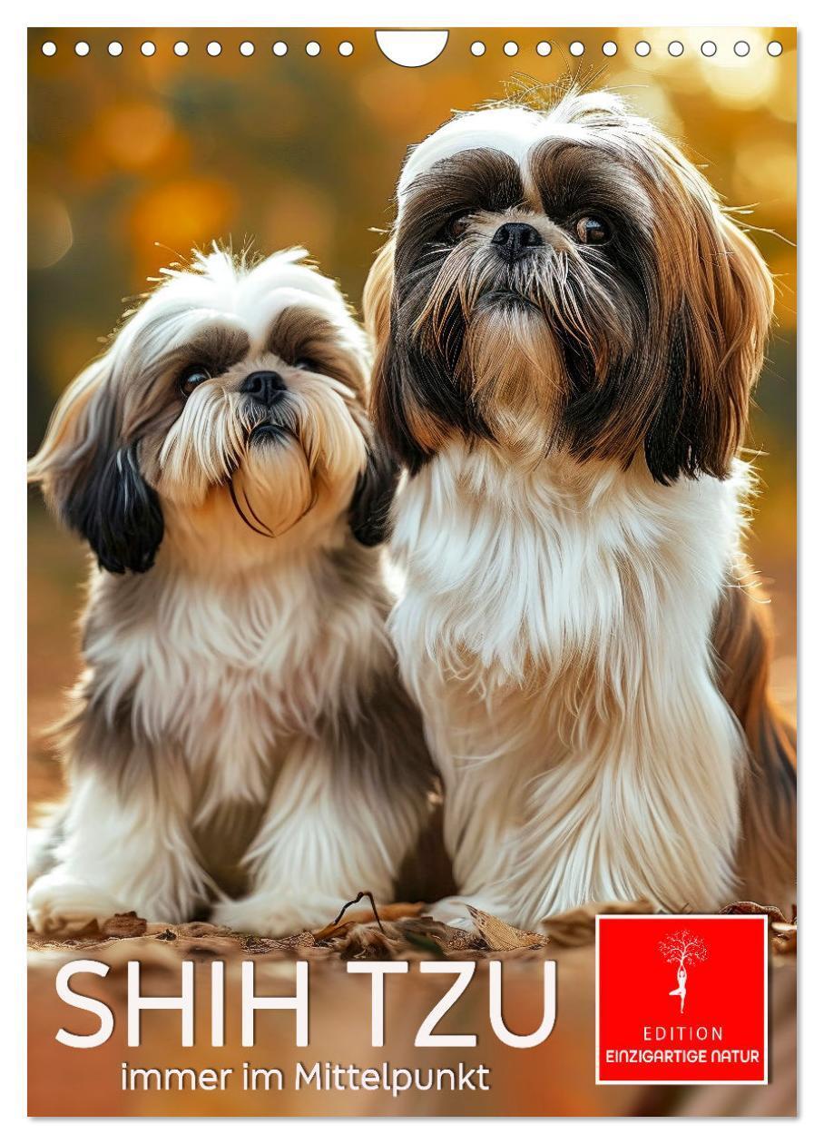 Cover: 9783383765315 | Shih Tzu - immer im Mittelpunkt (Wandkalender 2025 DIN A4 hoch),...