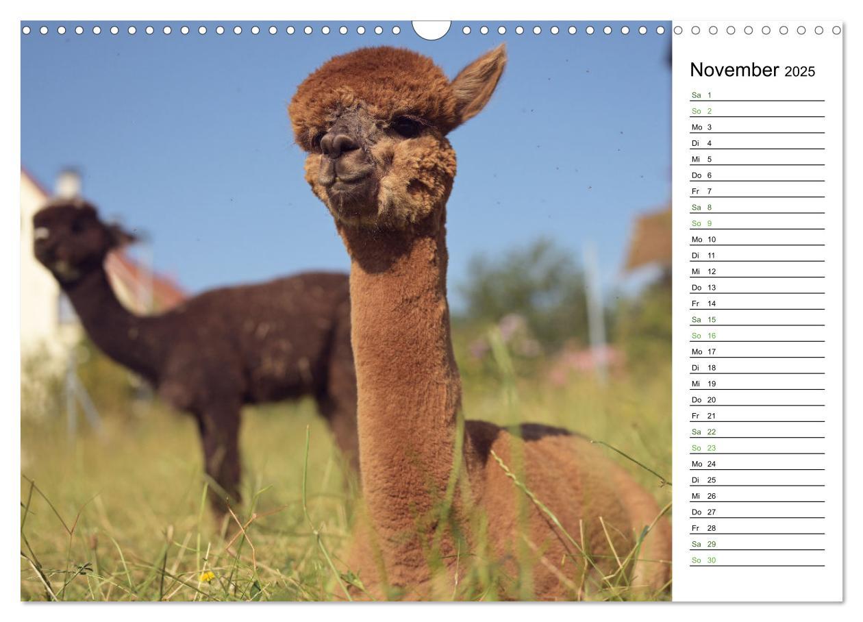 Bild: 9783457218693 | Alpakas im Paradies (Wandkalender 2025 DIN A3 quer), CALVENDO...