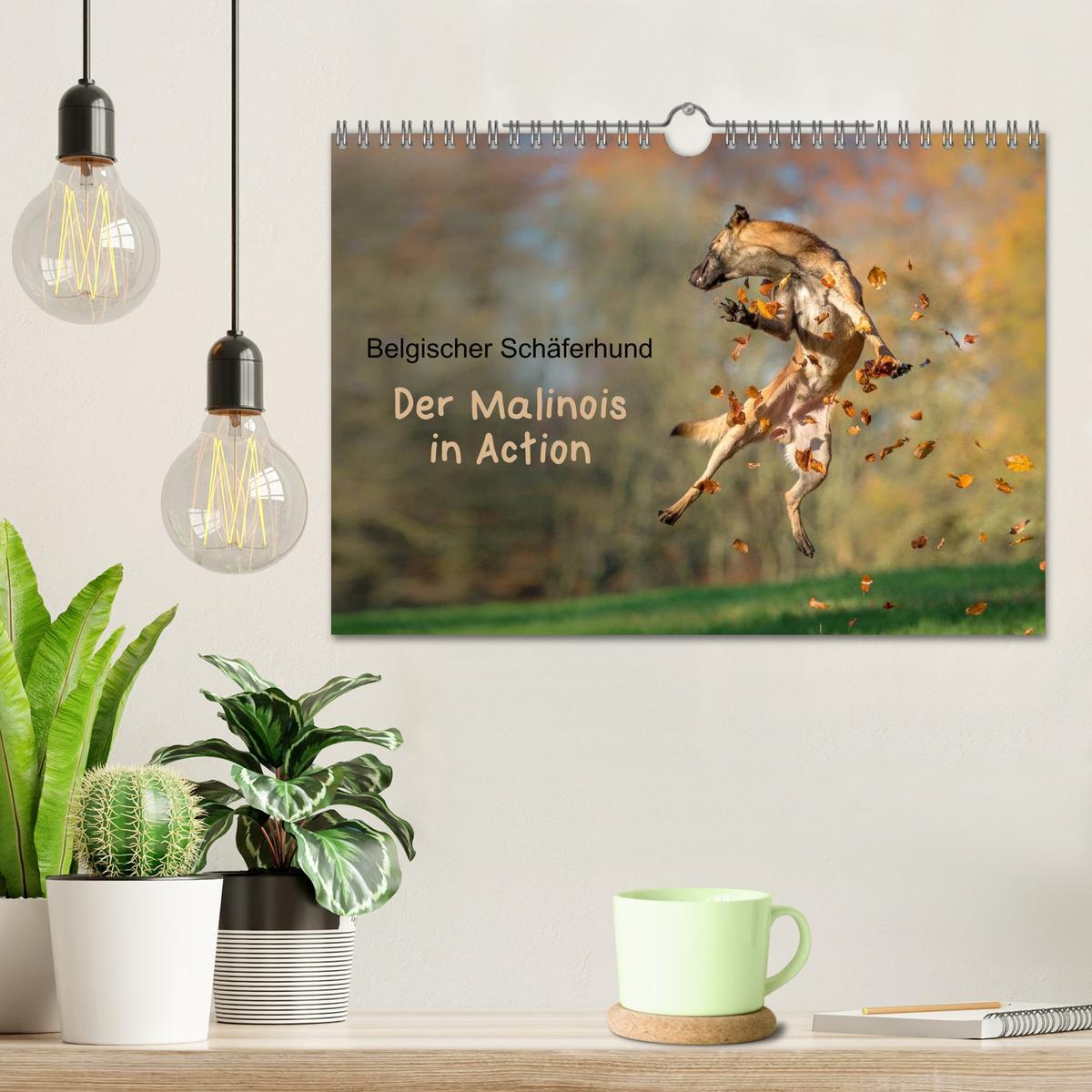 Bild: 9783435631919 | Belgischer Schäferhund - Der Malinois in Action (Wandkalender 2025...