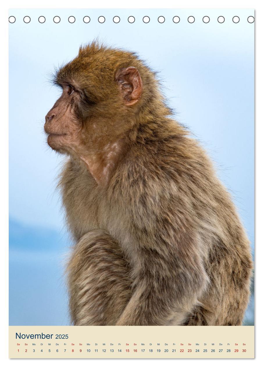 Bild: 9783383781292 | Gibraltar - Die Heimat der Berberaffen auf dem Rock (Tischkalender...