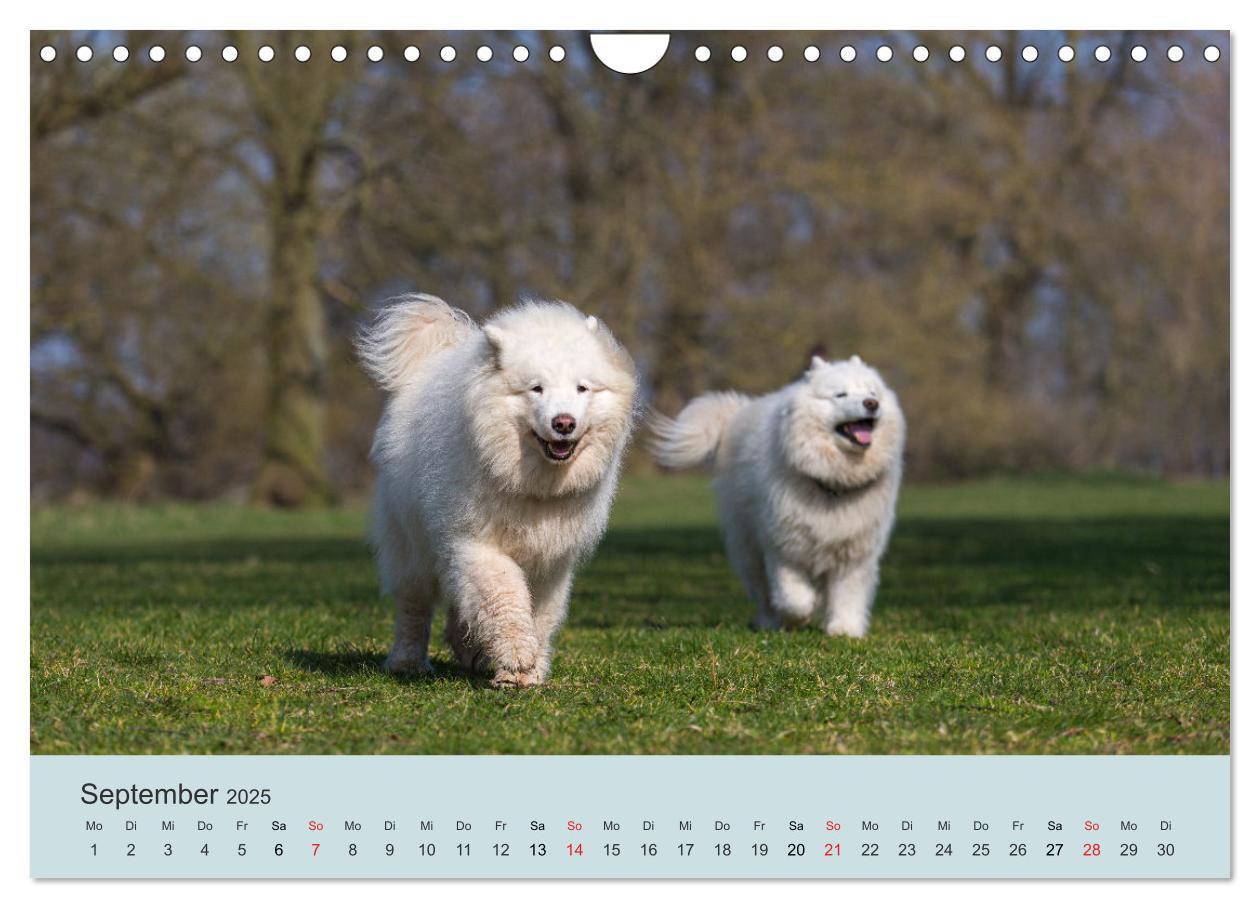 Bild: 9783435477586 | Samojeden - Liebenswerte Fellkugeln (Wandkalender 2025 DIN A4...