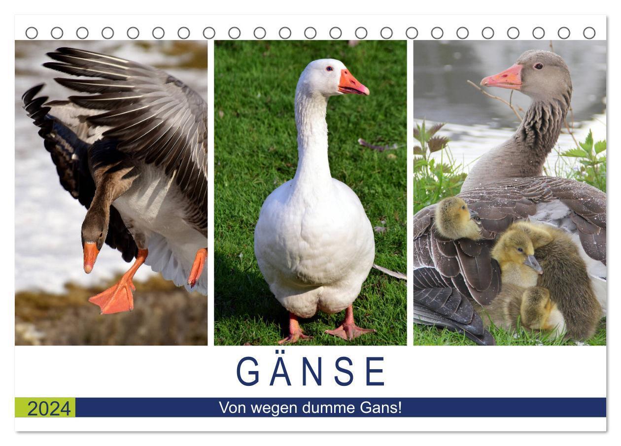 Cover: 9783675895546 | Gänse. Von wegen dumme Gans! (Tischkalender 2024 DIN A5 quer),...