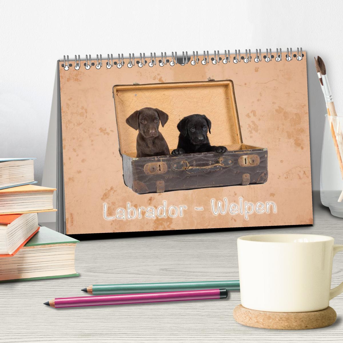 Bild: 9783435616152 | Labrador - Welpen (Tischkalender 2025 DIN A5 quer), CALVENDO...