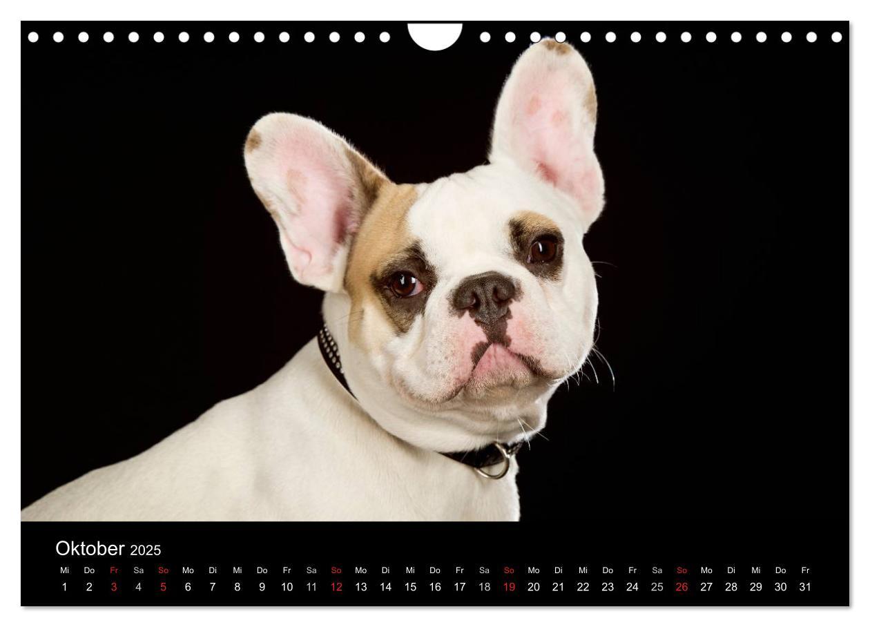 Bild: 9783435742691 | Dogs (Wandkalender 2025 DIN A4 quer), CALVENDO Monatskalender | Noack