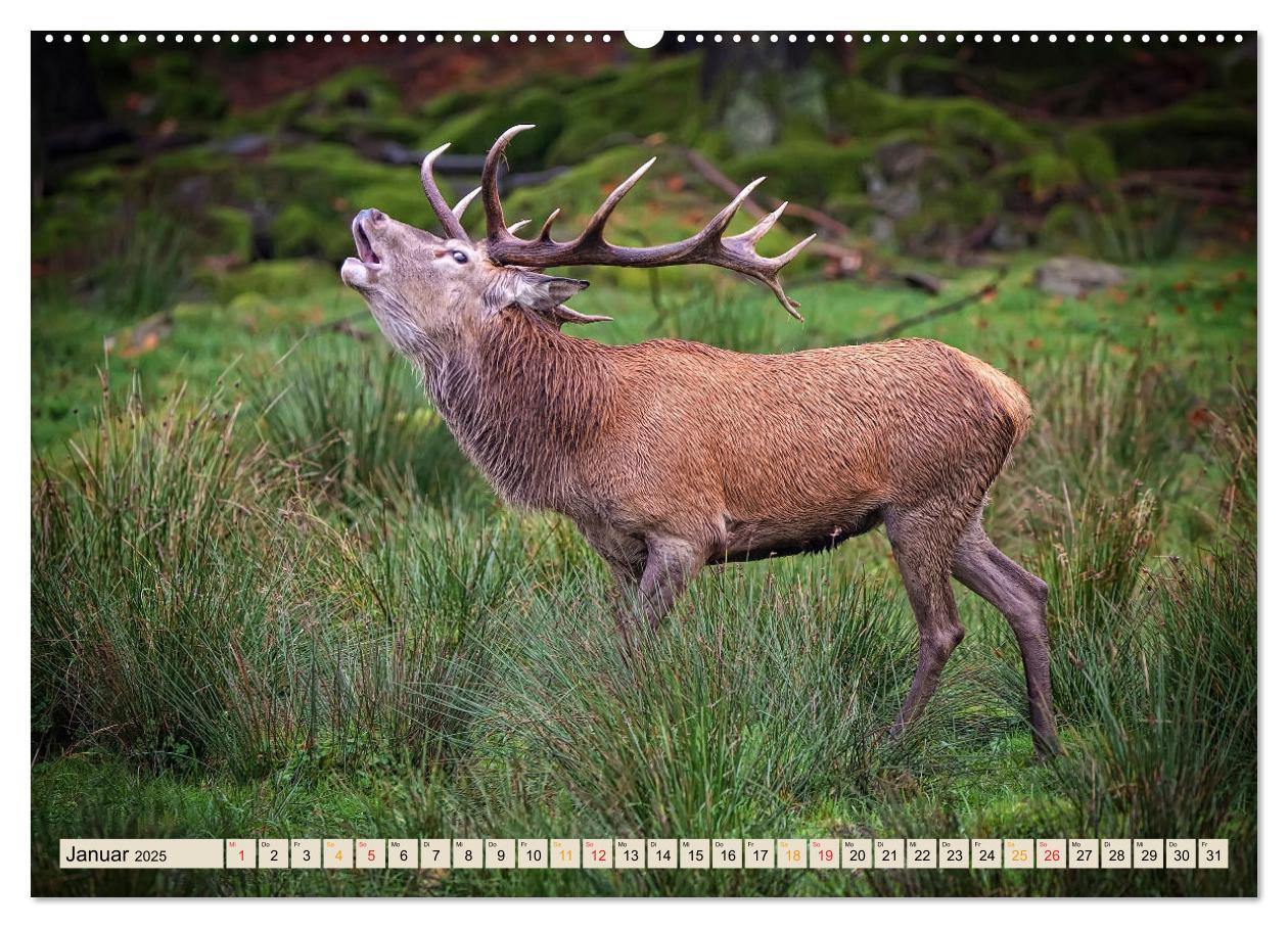 Bild: 9783435093670 | Unsere Wildtiere - scheu und schön (Wandkalender 2025 DIN A2 quer),...