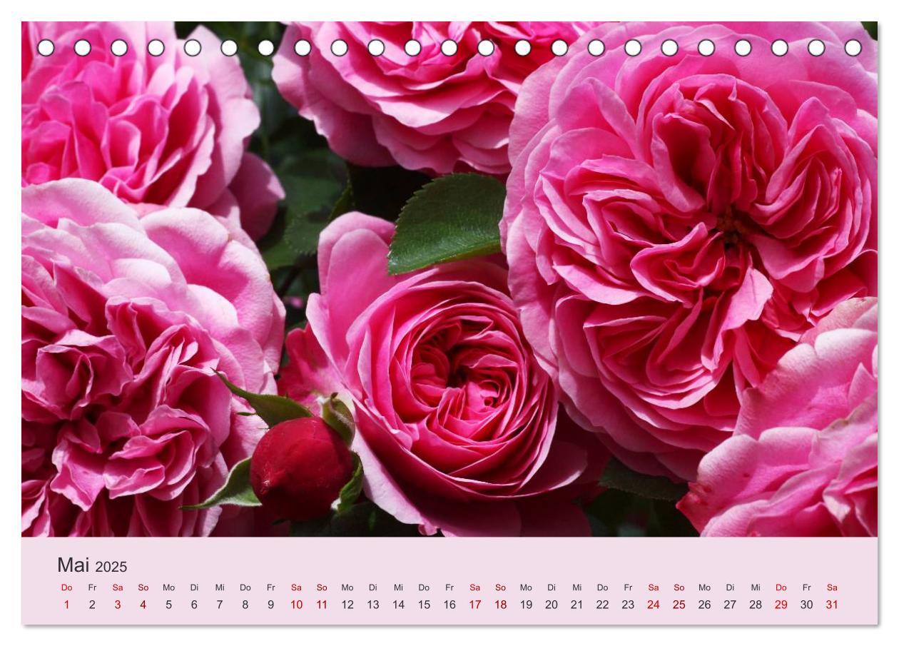 Bild: 9783435452309 | Rosen Reigen im Garten (Tischkalender 2025 DIN A5 quer), CALVENDO...