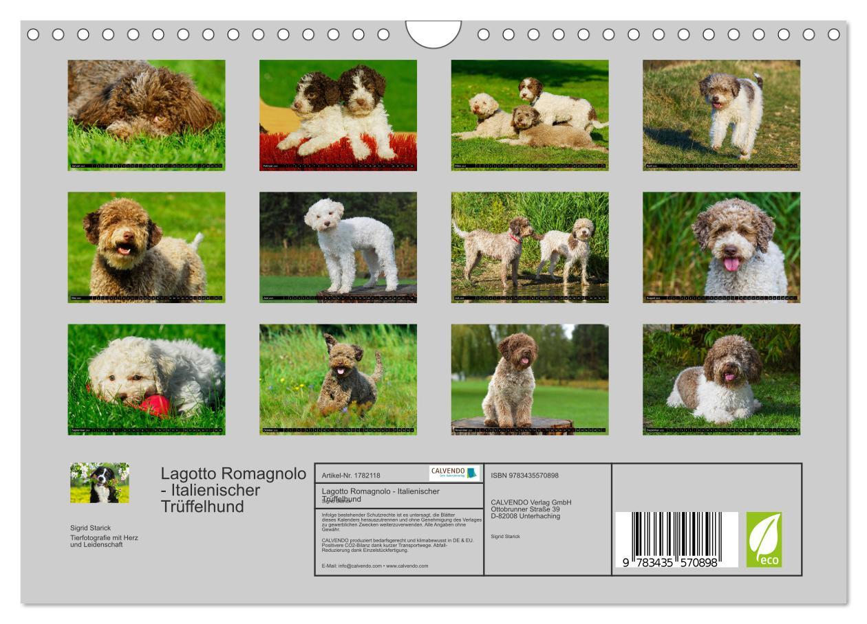 Bild: 9783435570898 | Lagotto Romagnolo - Italienischer Trüffelhund (Wandkalender 2025...