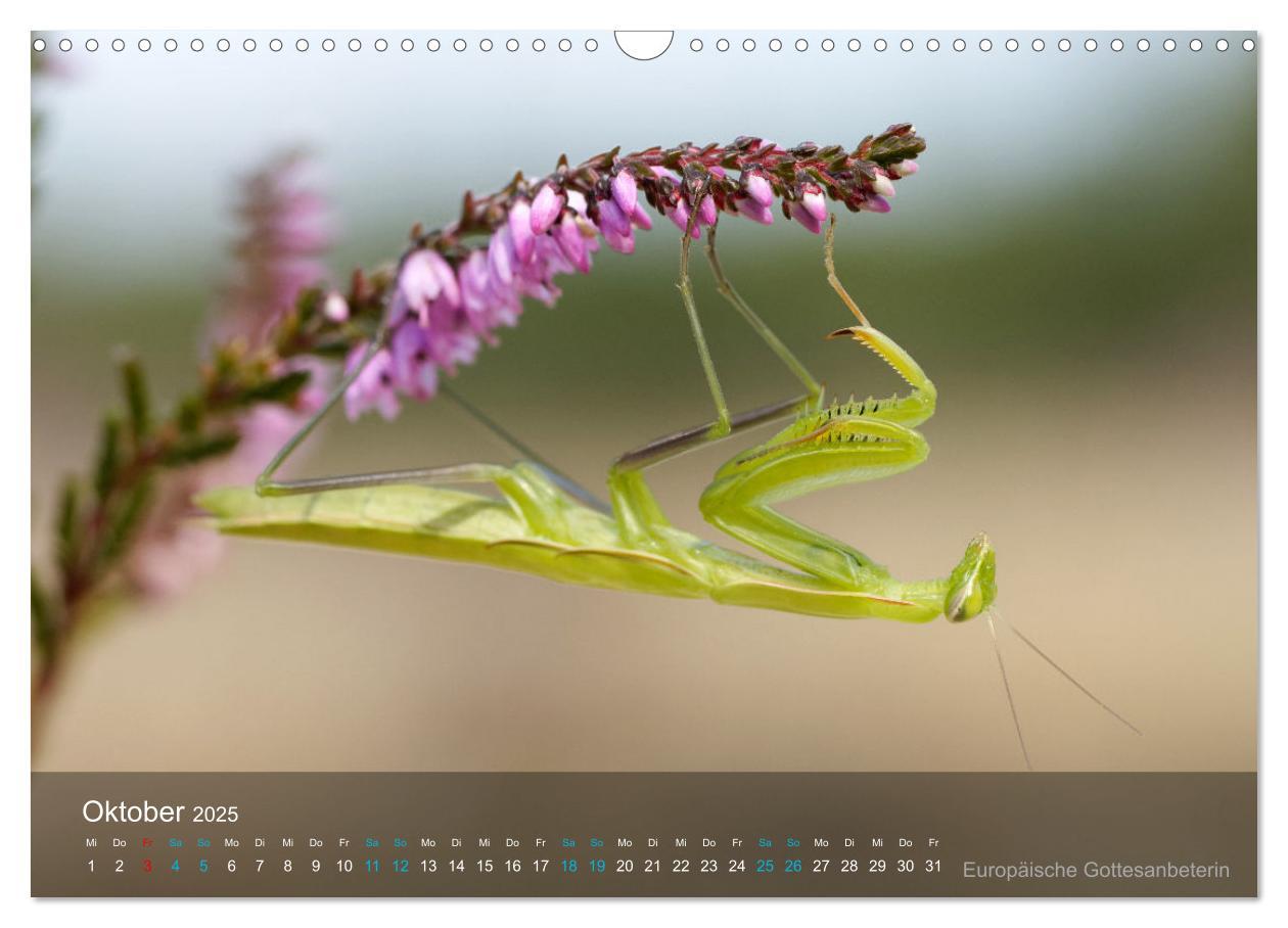 Bild: 9783383992971 | Kleine Kostbarkeiten Insekten (Wandkalender 2025 DIN A3 quer),...