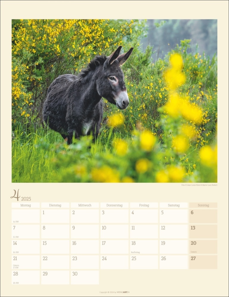 Bild: 9783839900451 | Esel Kalender 2025 | Marie-Luce Hubert (u. a.) | Kalender | 14 S.