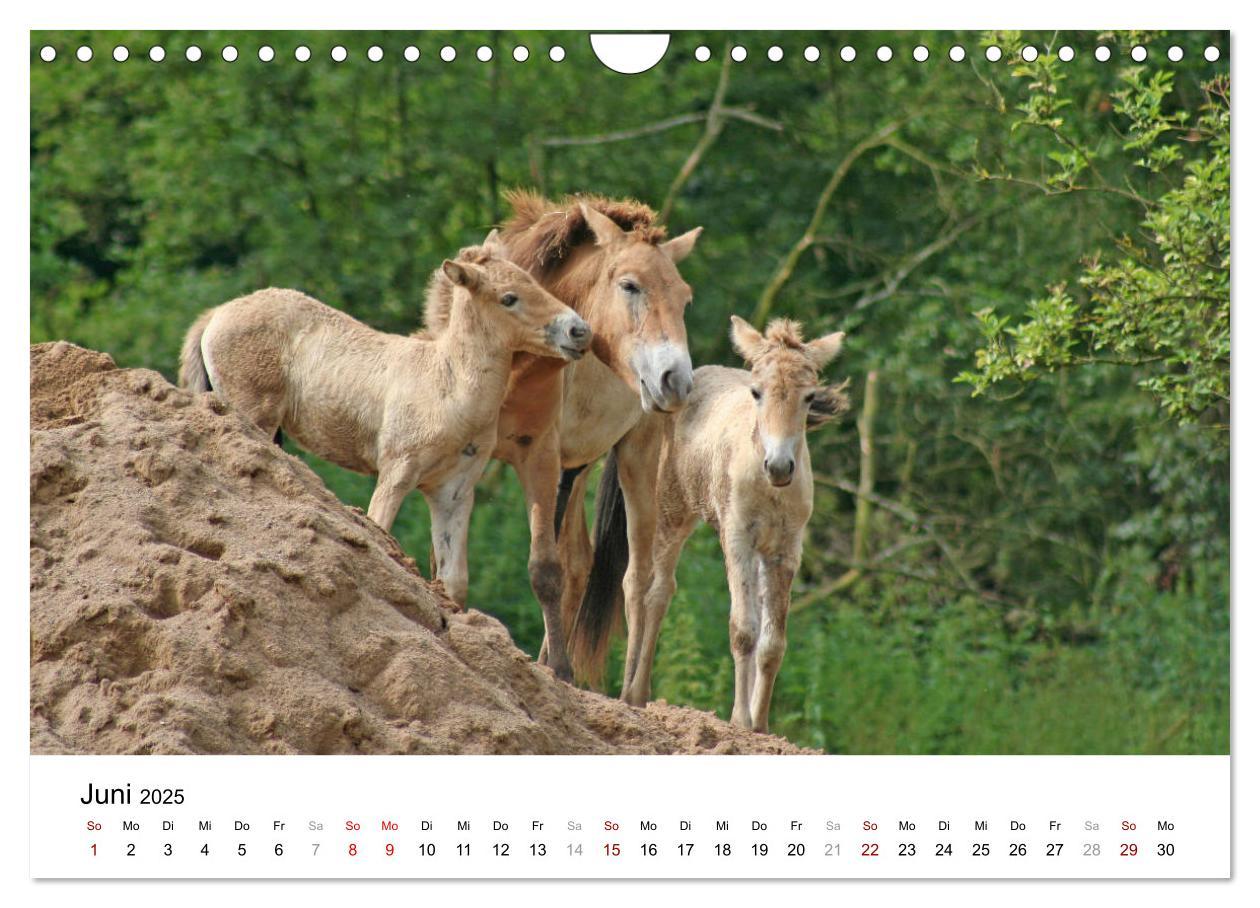 Bild: 9783435342495 | Faszination Przewalski-Pferde (Wandkalender 2025 DIN A4 quer),...