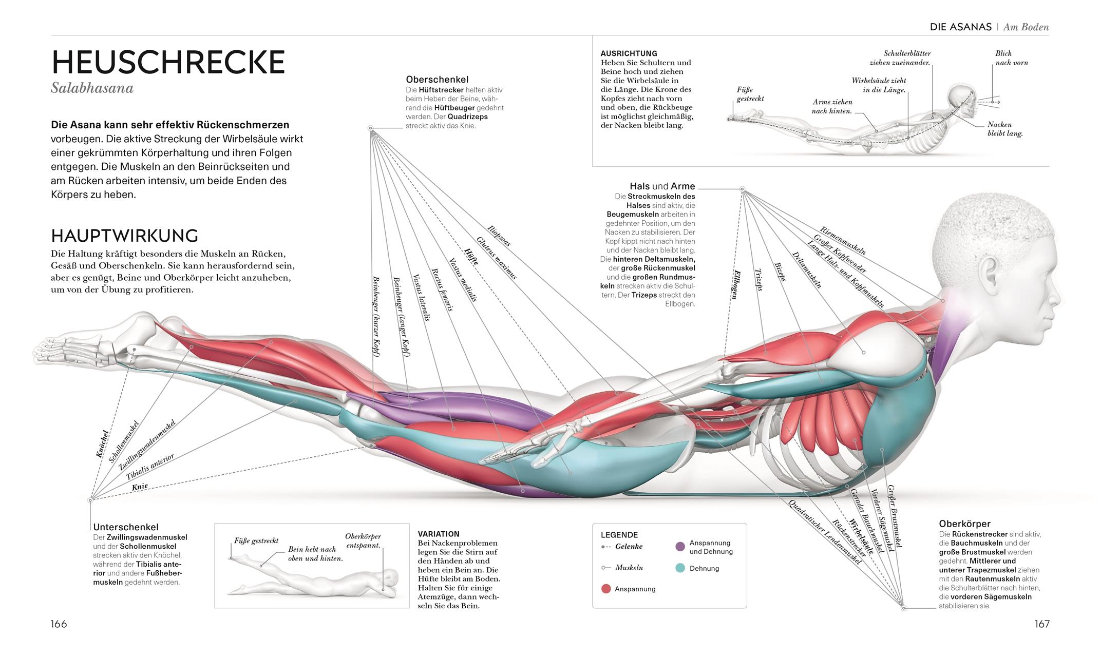 Bild: 9783831050277 | Yoga verstehen - Die Anatomie der Yoga-Haltungen | Ann Swanson | Buch