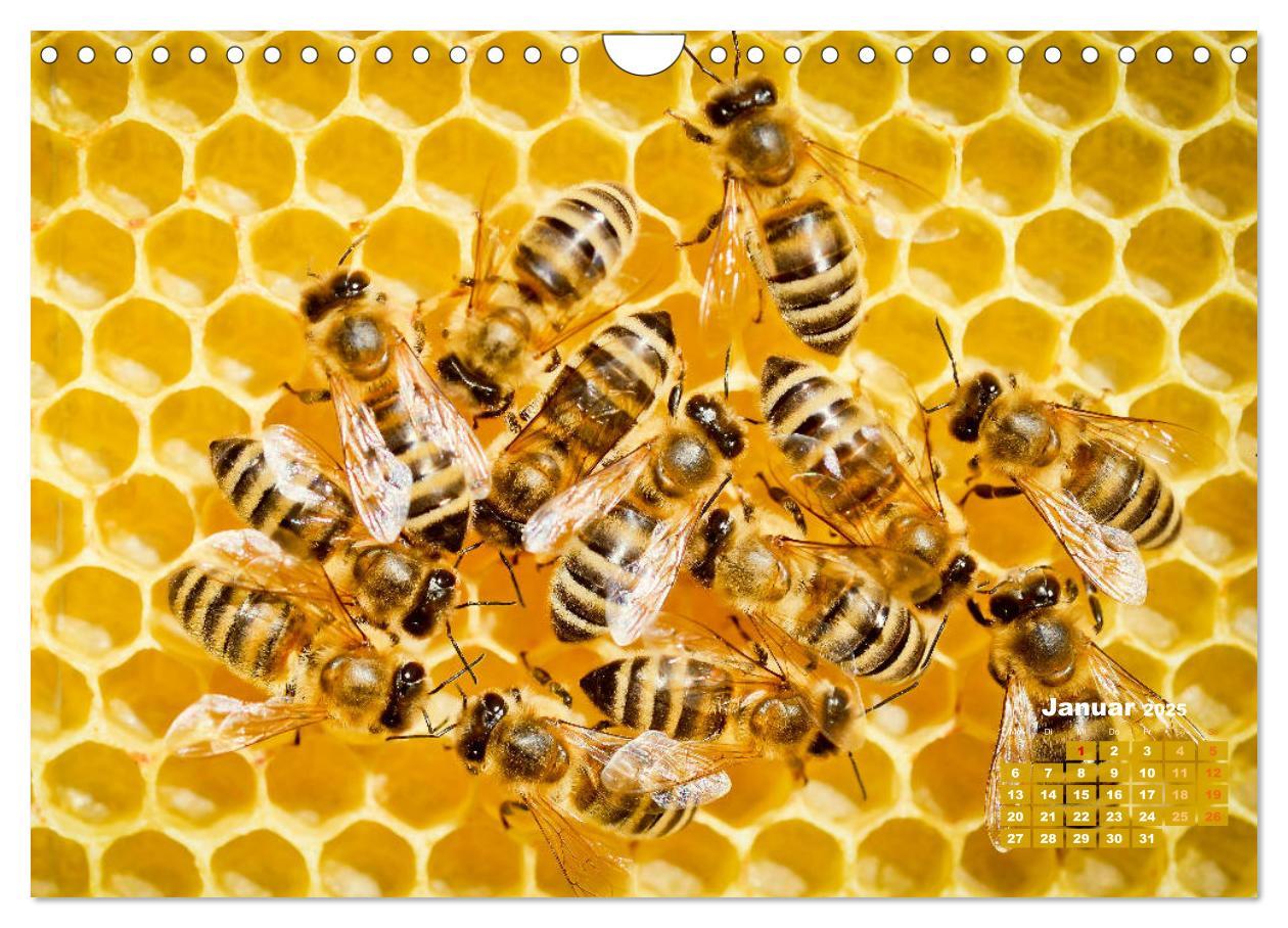 Bild: 9783435125142 | Ein Leben für den Honig - Bienen und Imker (Wandkalender 2025 DIN...