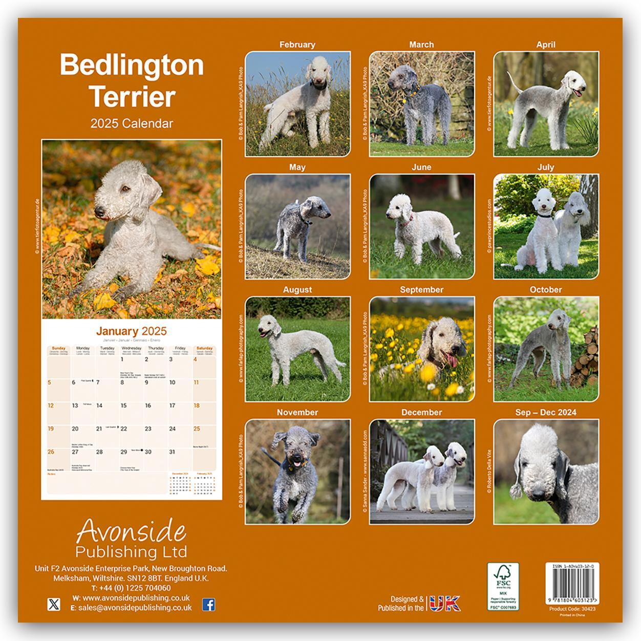 Rückseite: 9781804603123 | Bedlington Terrier 2025- 16-Monatskalender | Avonside Publishing Ltd.