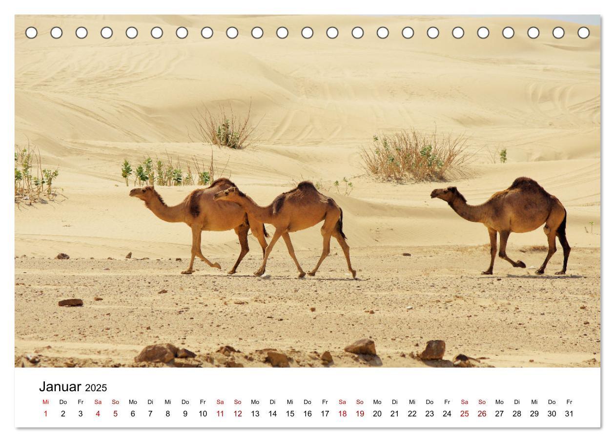 Bild: 9783435062720 | KAMELE... eine Reise durch den Oman. (Tischkalender 2025 DIN A5...