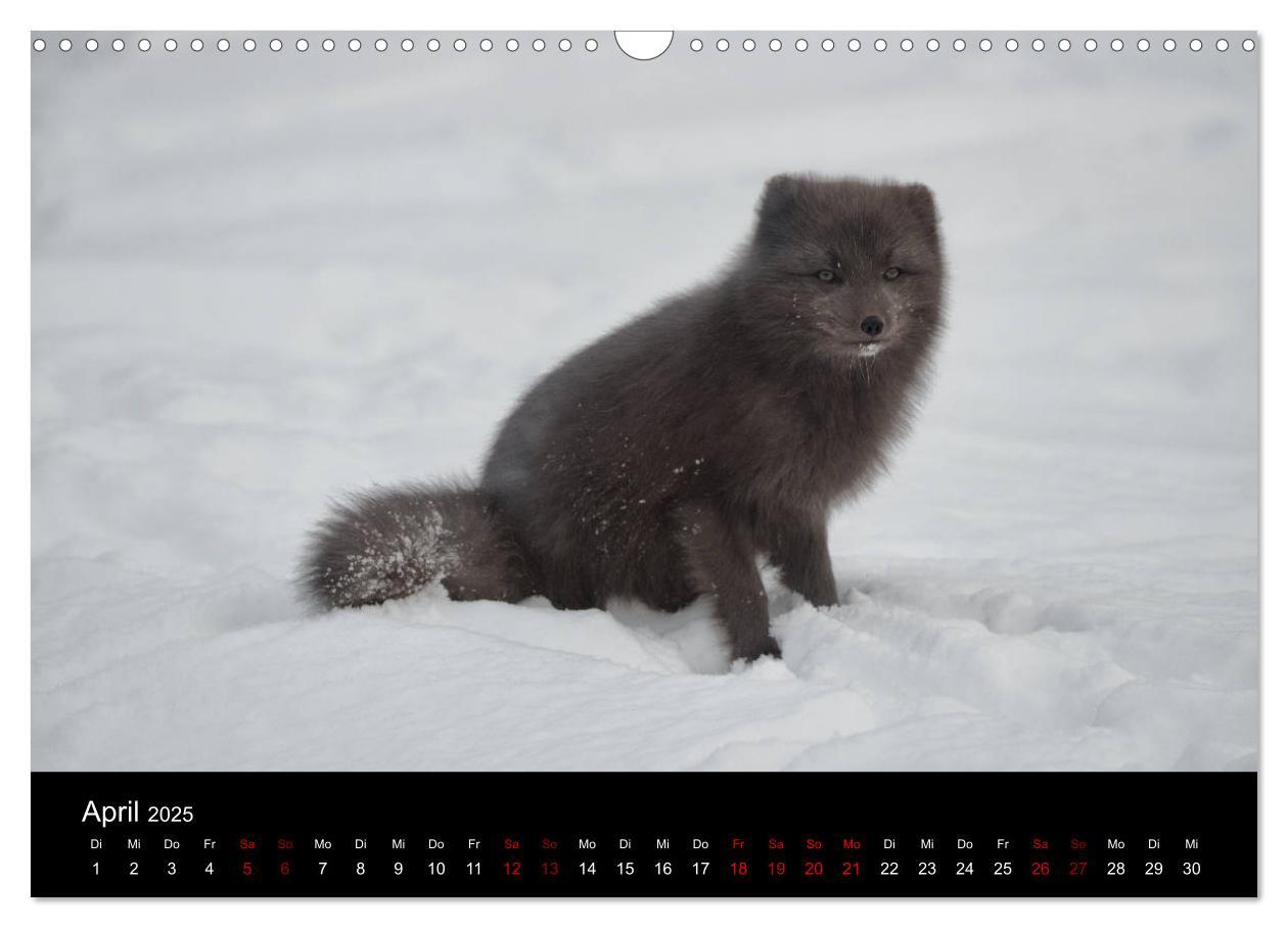 Bild: 9783435440788 | Polarfuchsstudien Wildlife (Wandkalender 2025 DIN A3 quer),...