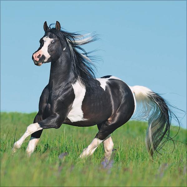 Bild: 9783731876380 | Horses 2025 | Verlag Korsch | Kalender | 13 S. | Deutsch | 2025