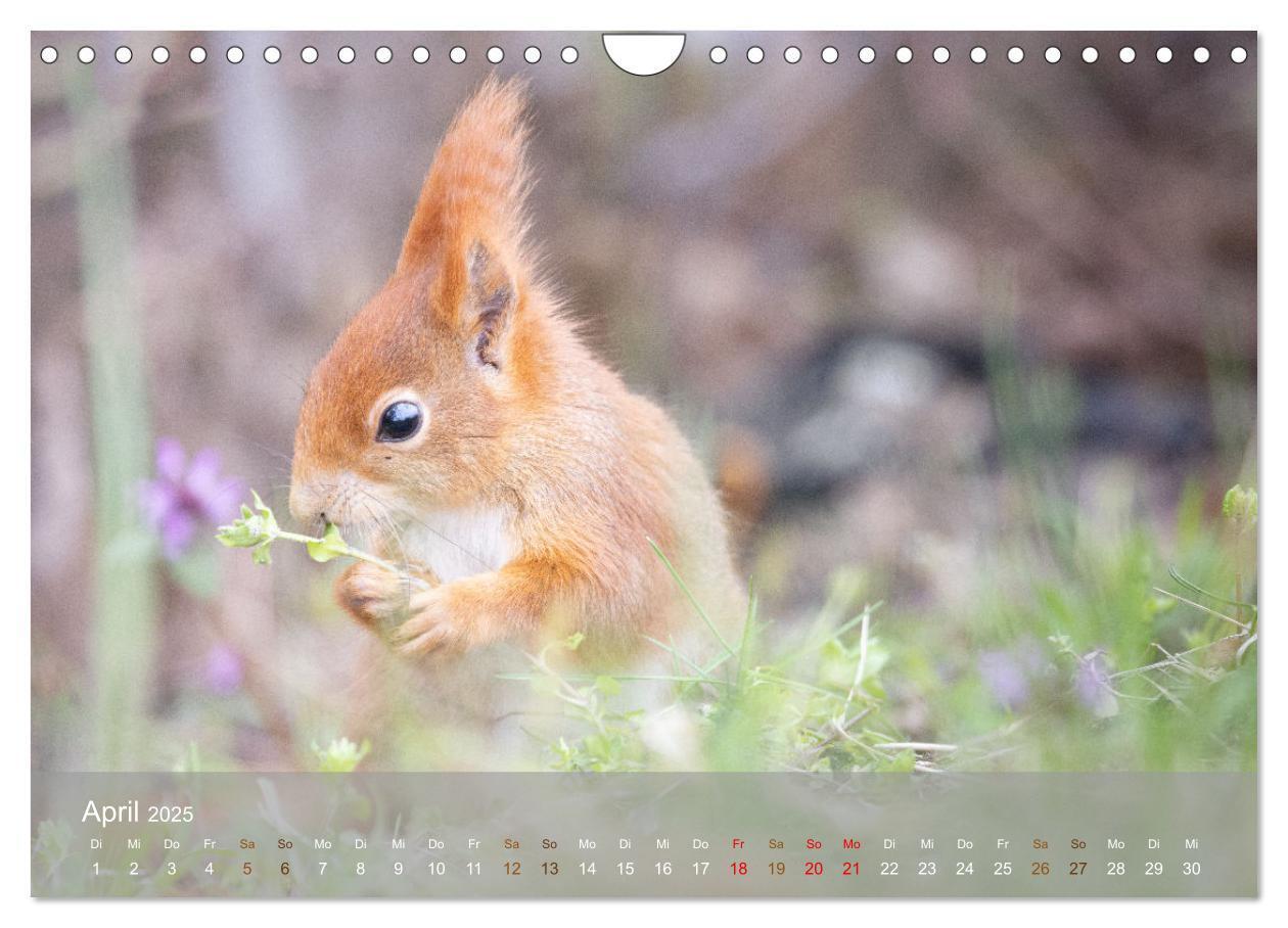 Bild: 9783457177471 | Bezaubernde Eichhörnchen (Wandkalender 2025 DIN A4 quer), CALVENDO...