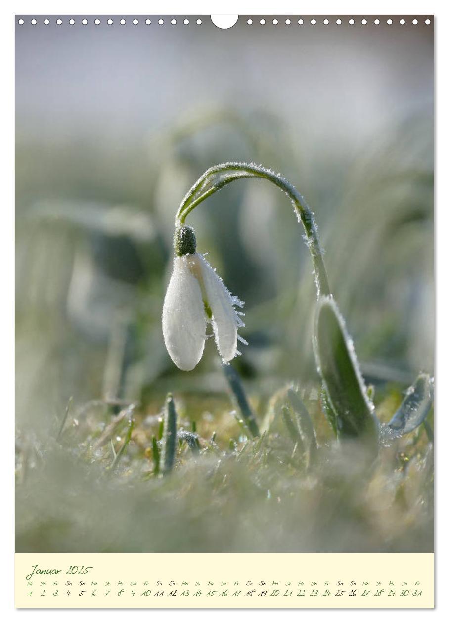 Bild: 9783435936564 | Blütenzauber im Garten (Wandkalender 2025 DIN A3 hoch), CALVENDO...