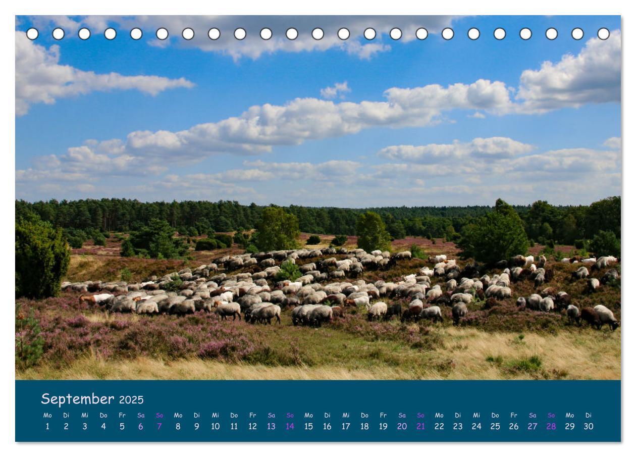 Bild: 9783435014729 | Heidschnucken, die prächtigen Schafe der Lüneburger Heide...