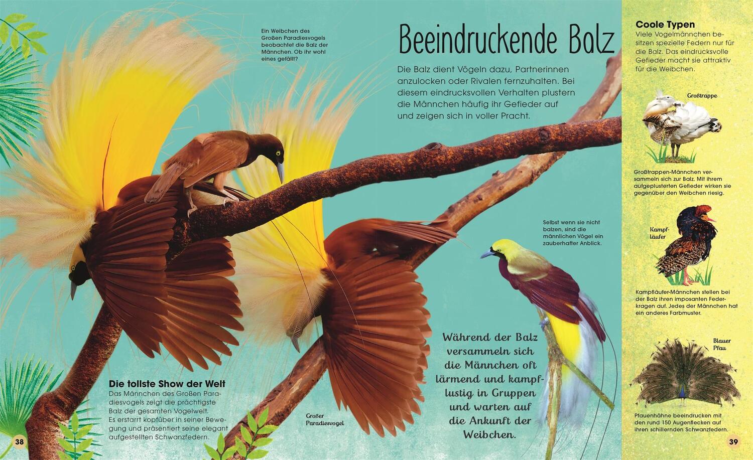 Bild: 9783831046447 | Die schillernde Welt der Vögel | David Lindo | Buch | 80 S. | Deutsch