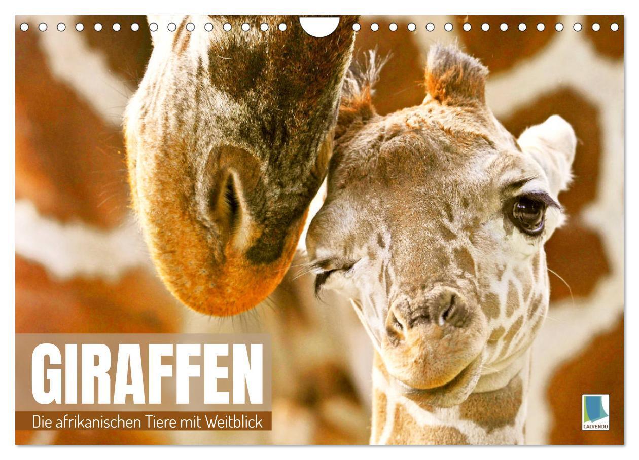 Cover: 9783675515840 | Giraffen: die afrikanischen Tiere mit Weitblick (Wandkalender 2024...
