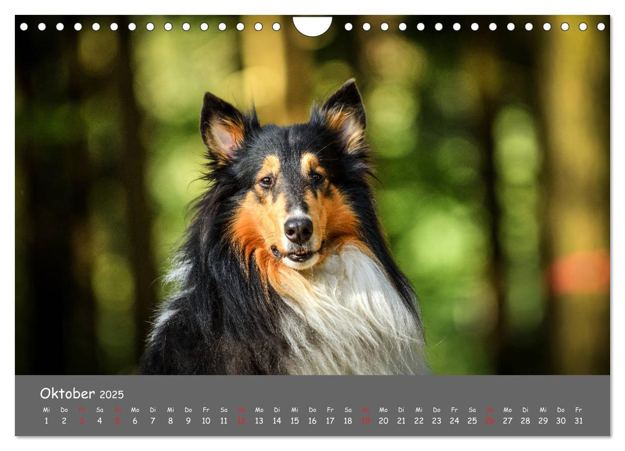 Bild: 9783435314522 | Einmal Collie - immer Collie (Wandkalender 2025 DIN A4 quer),...