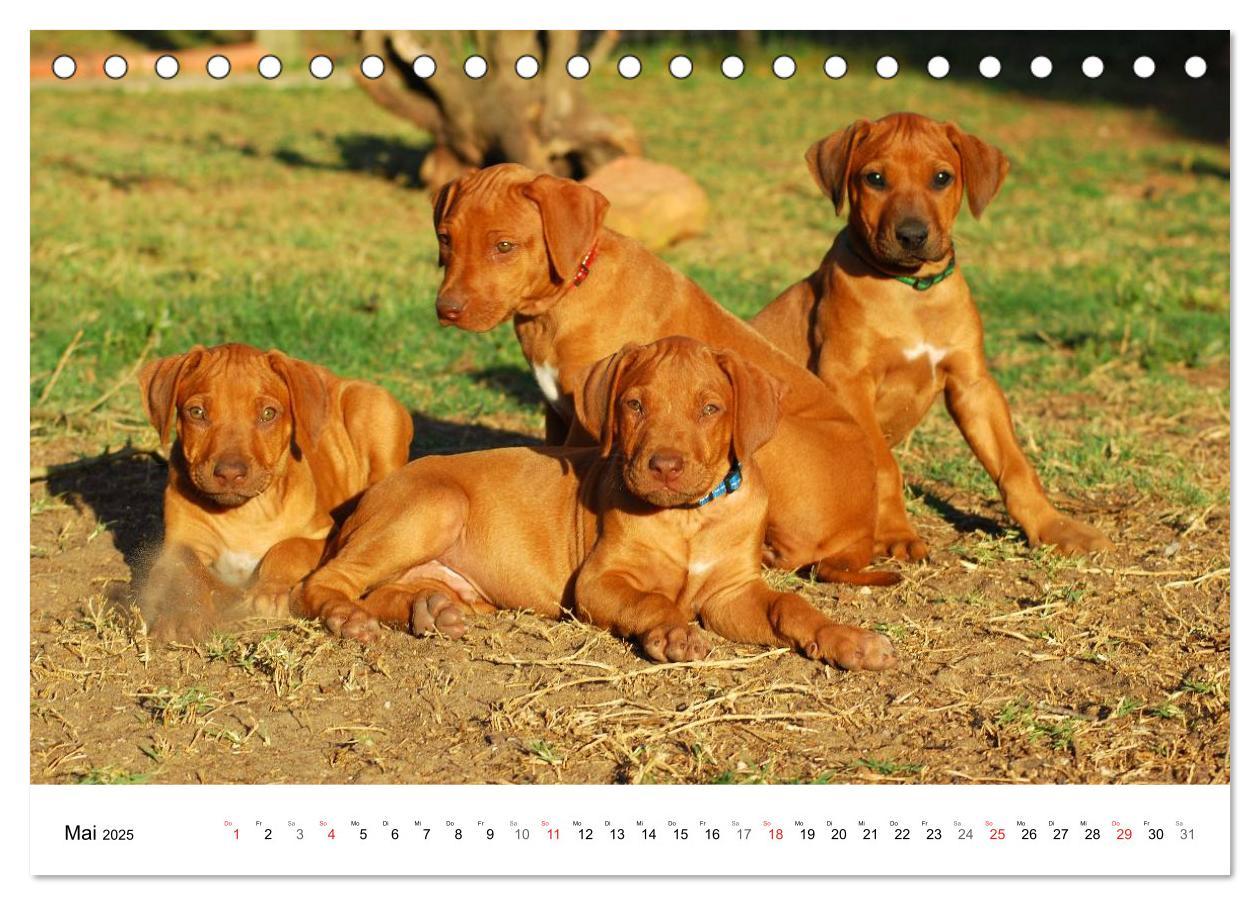 Bild: 9783435621583 | Rhodesian Ridgeback Welpen (Tischkalender 2025 DIN A5 quer),...