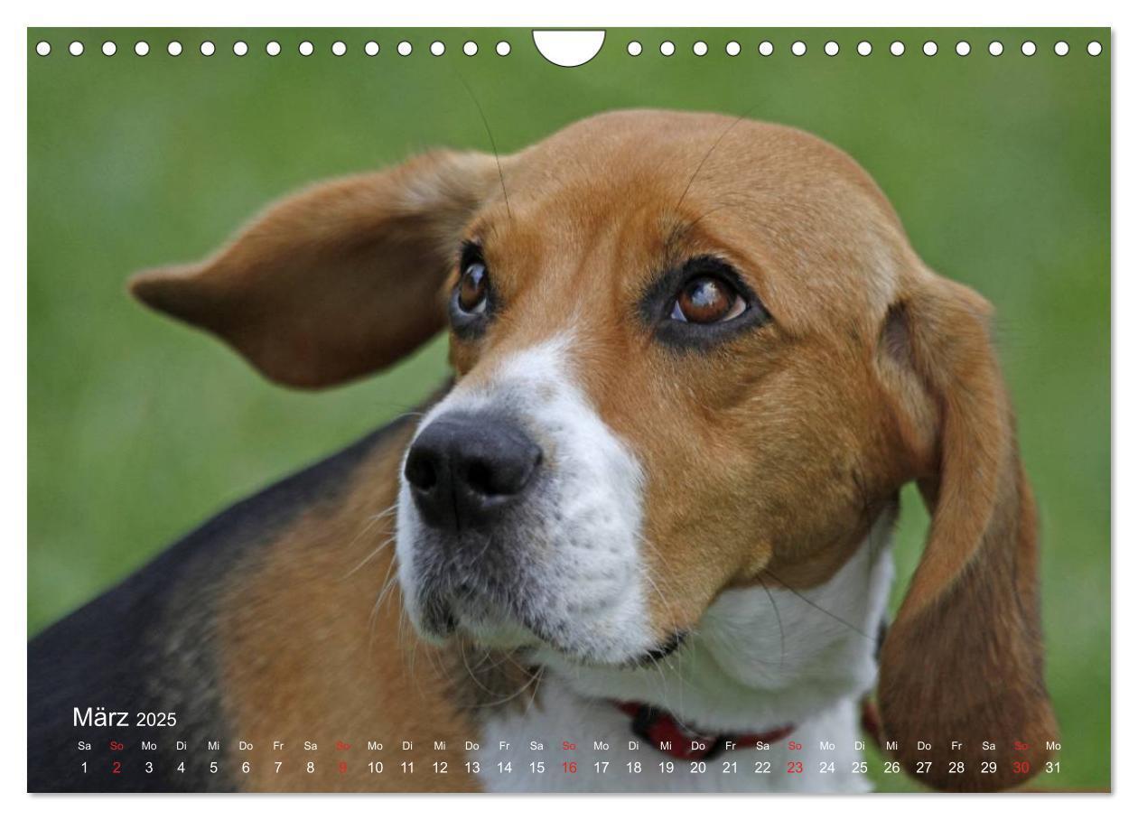 Bild: 9783435746859 | Beagle (Wandkalender 2025 DIN A4 quer), CALVENDO Monatskalender | Berg