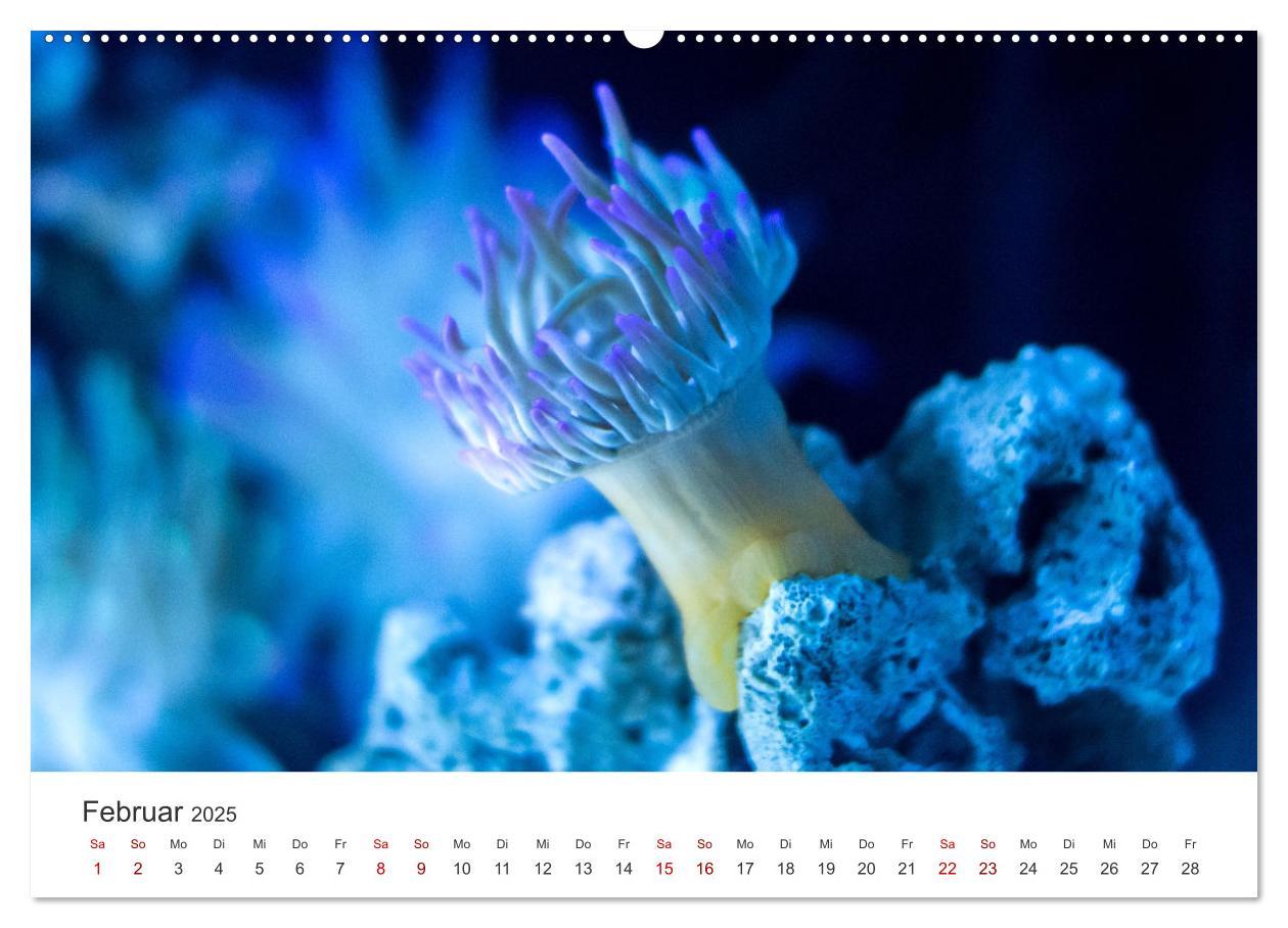 Bild: 9783383937965 | Tiefsee - Ein Abenteuer ins Unbekannte. (Wandkalender 2025 DIN A2...