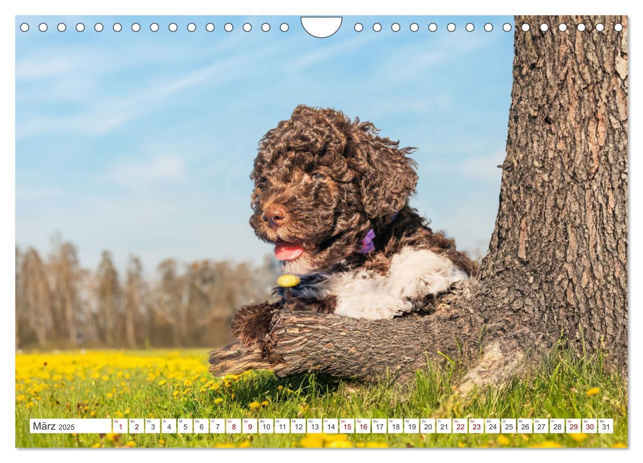 Bild: 9783457200087 | Lagotto Romagnolo Welpen - Sieben kleine Weltentdecker auf großer...