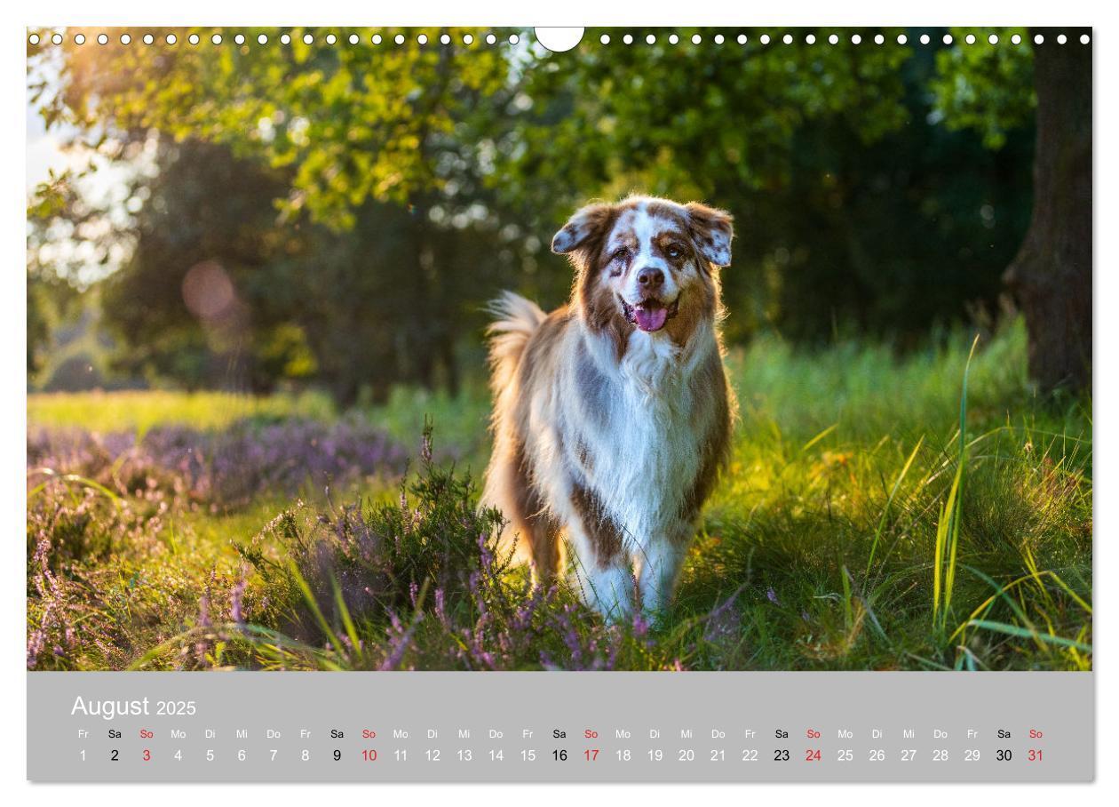 Bild: 9783435672875 | Australian Shepherd 2025 (Wandkalender 2025 DIN A3 quer), CALVENDO...