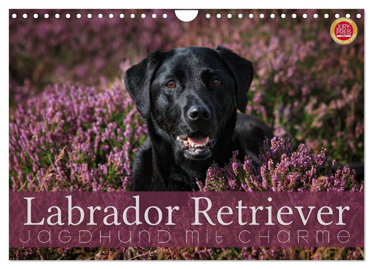 Cover: 9783383444210 | Labrador Retriever - Jagdhund mit Charme (Wandkalender 2024 DIN A4...