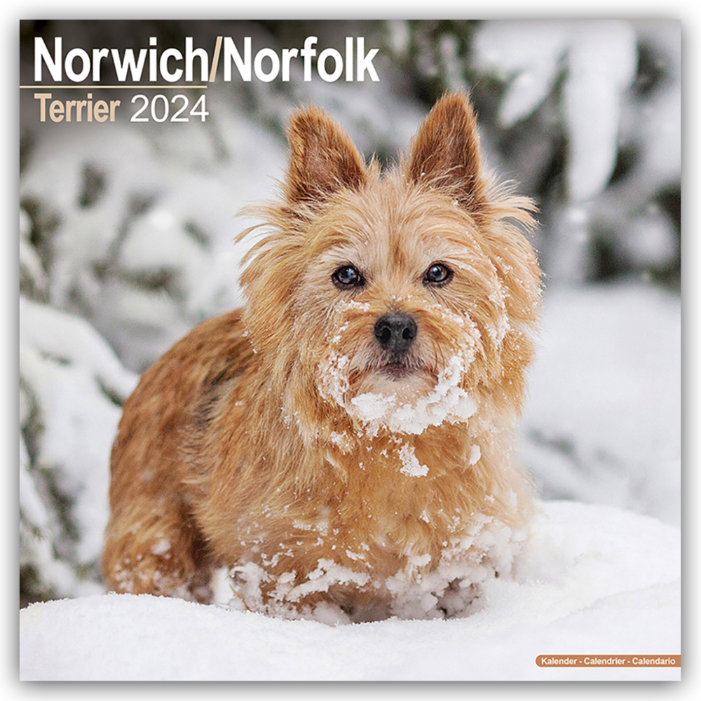 Cover: 9781804600733 | Norfolk Terrier 2024 - 16-Monatskalender | Avonside Publishing Ltd