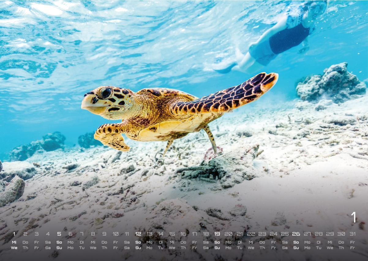 Bild: 9783986734305 | Sealife - verborgene Tiefen - 2025 - Kalender DIN A3 | GP-Fever. de