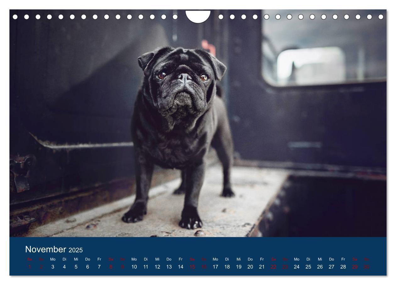 Bild: 9783435137749 | Diesel - ein mopsiges Leben (Wandkalender 2025 DIN A4 quer),...