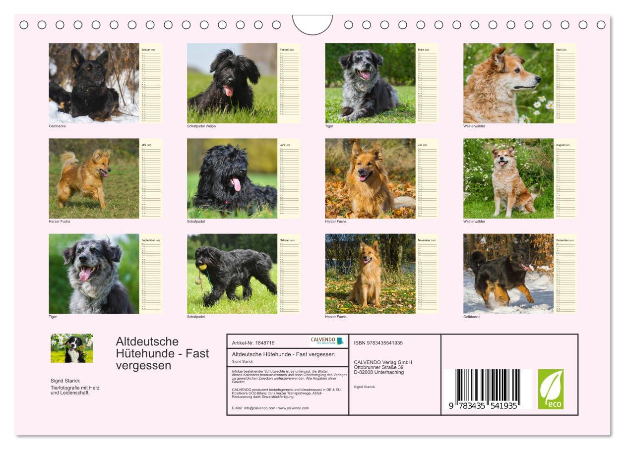 Bild: 9783435541935 | Altdeutsche Hütehunde - Fast vergessen (Wandkalender 2025 DIN A4...