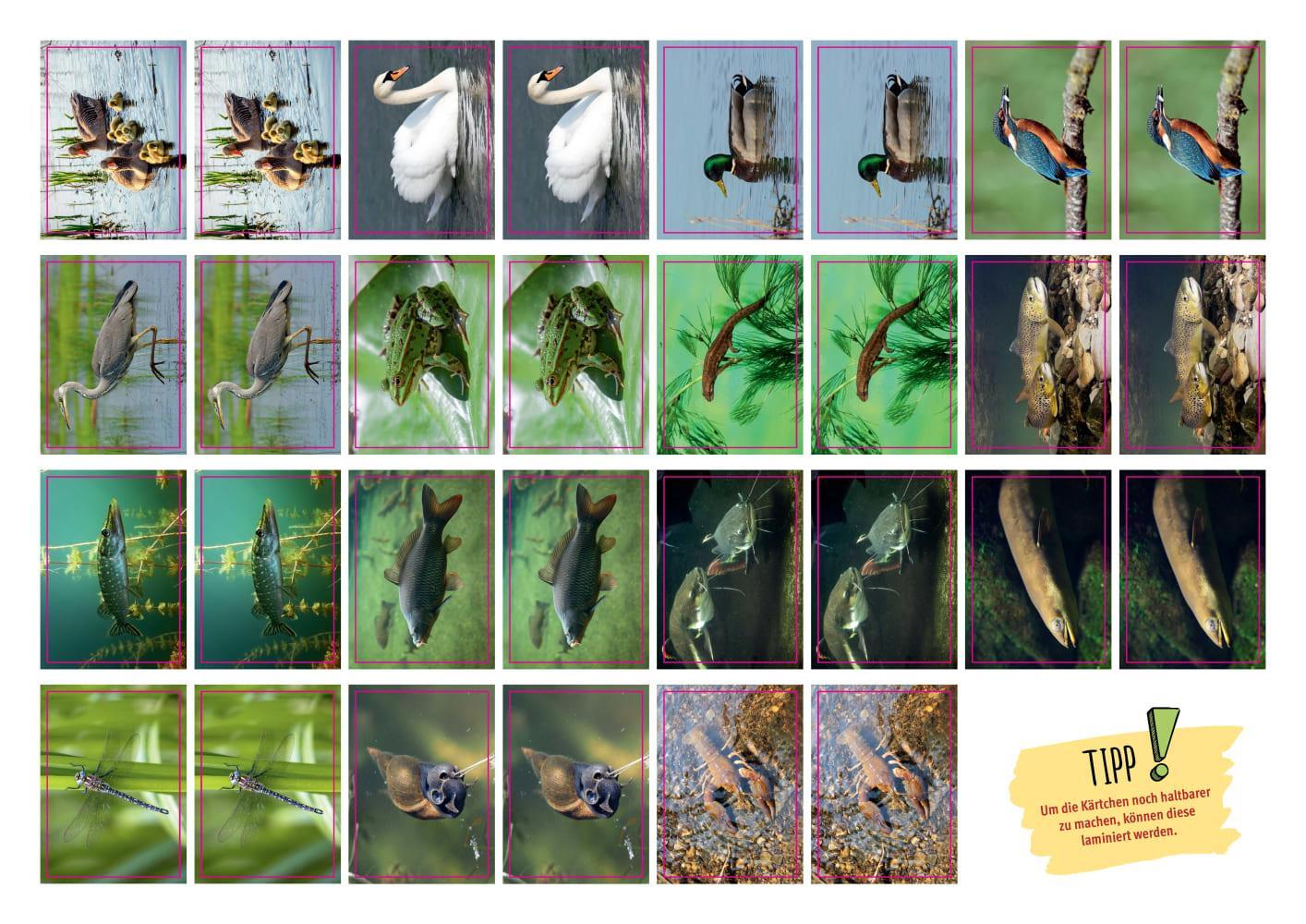 Bild: 4260694920756 | Frosch, Biber und Libelle. Tiere am Wasser. Kamishibai Bildkarten...