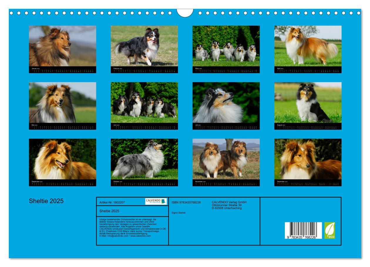 Bild: 9783435768226 | Sheltie 2025 (Wandkalender 2025 DIN A3 quer), CALVENDO Monatskalender