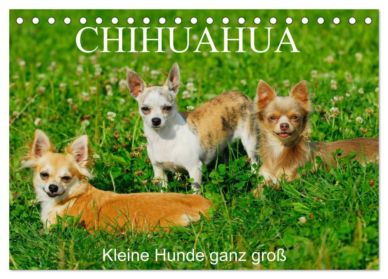 Cover: 9783435766000 | Chihuahua - Kleine Hunde ganz groß (Tischkalender 2025 DIN A5...