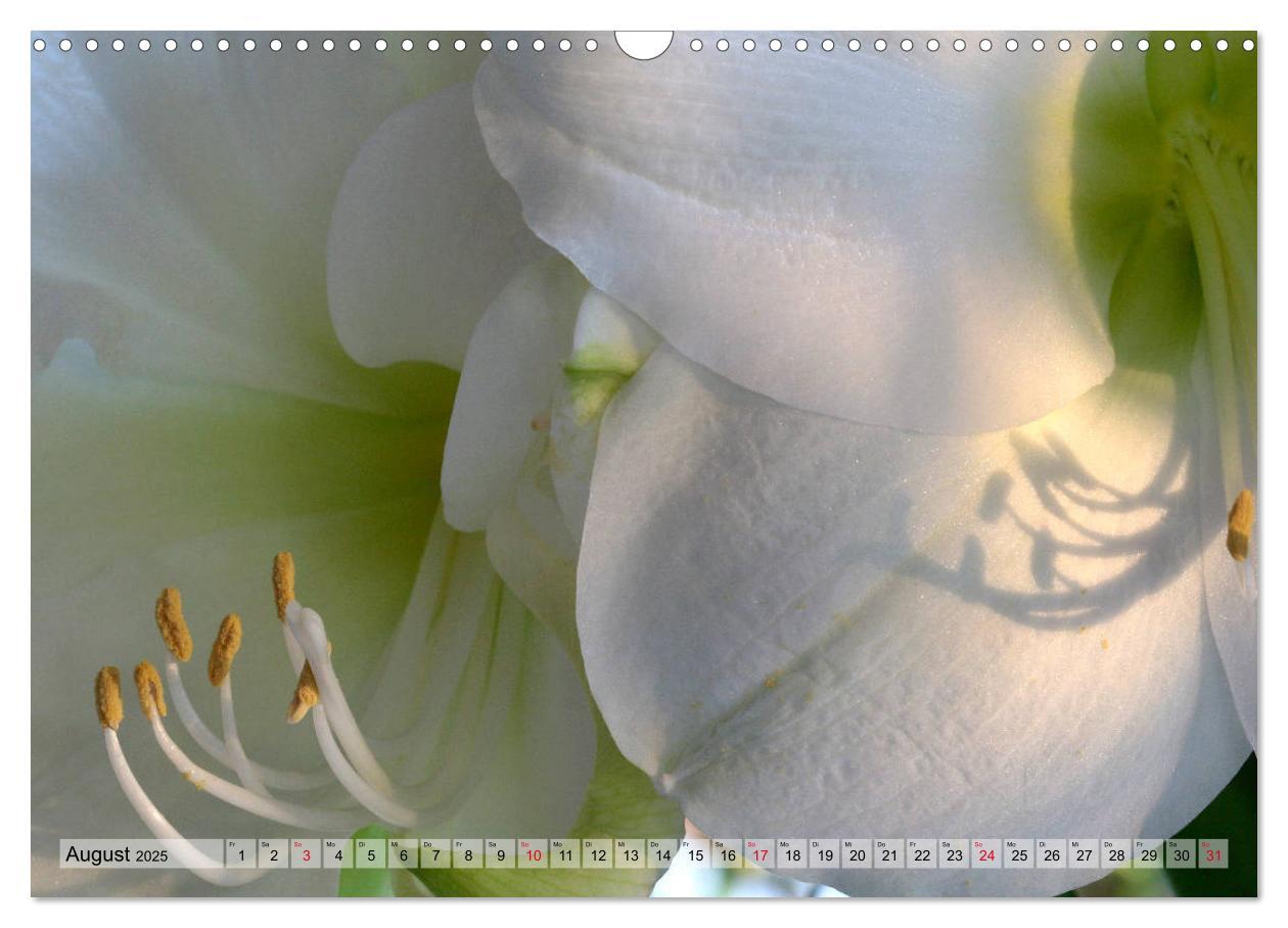 Bild: 9783435382514 | Amaryllis-Blüten (Wandkalender 2025 DIN A3 quer), CALVENDO...