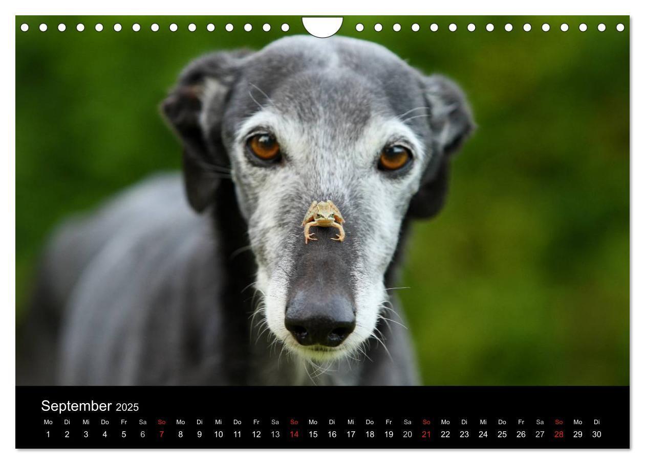 Bild: 9783435776092 | Der Windhundekalender (Wandkalender 2025 DIN A4 quer), CALVENDO...