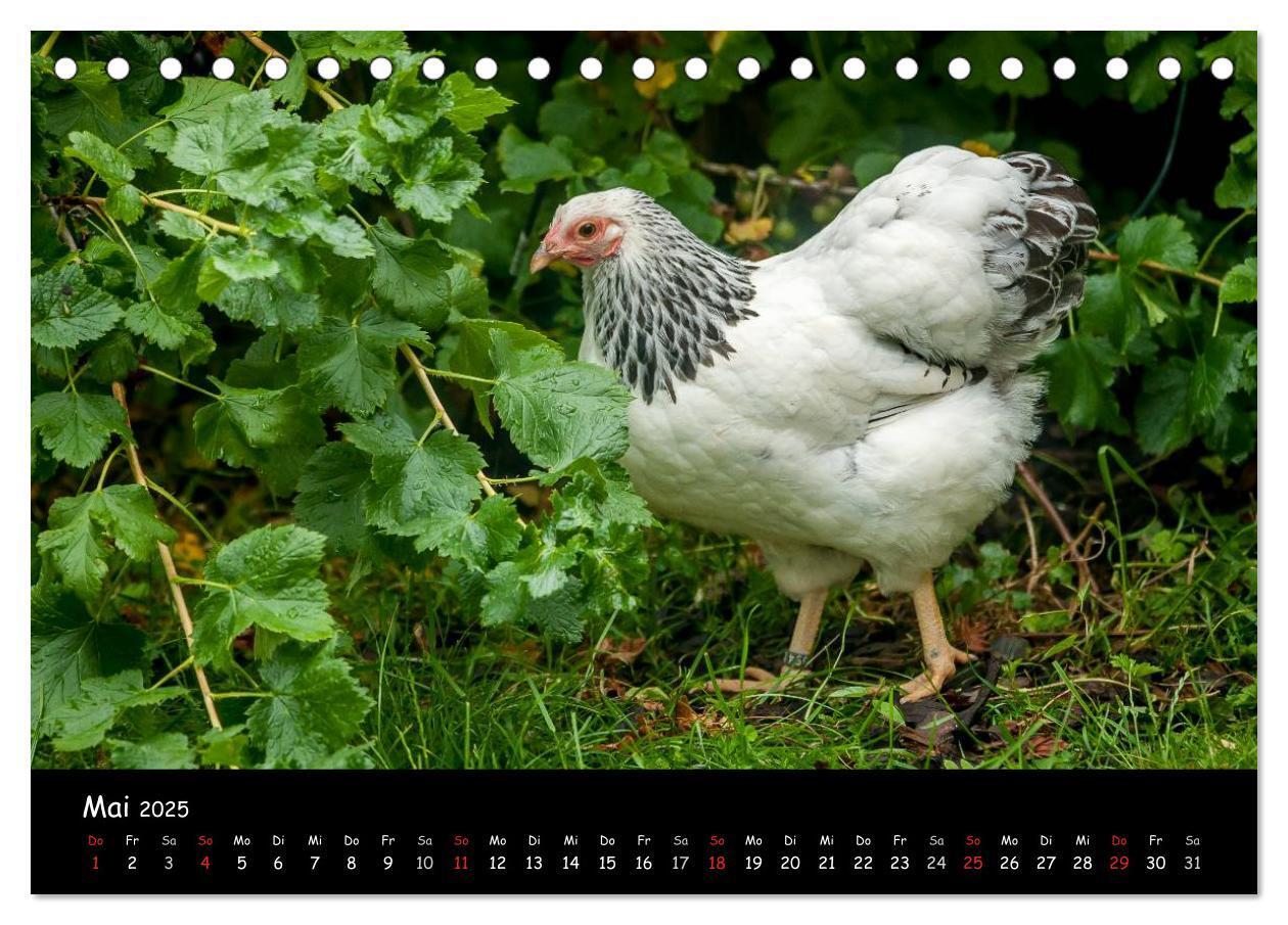 Bild: 9783435554263 | Gartenhühner (Tischkalender 2025 DIN A5 quer), CALVENDO Monatskalender