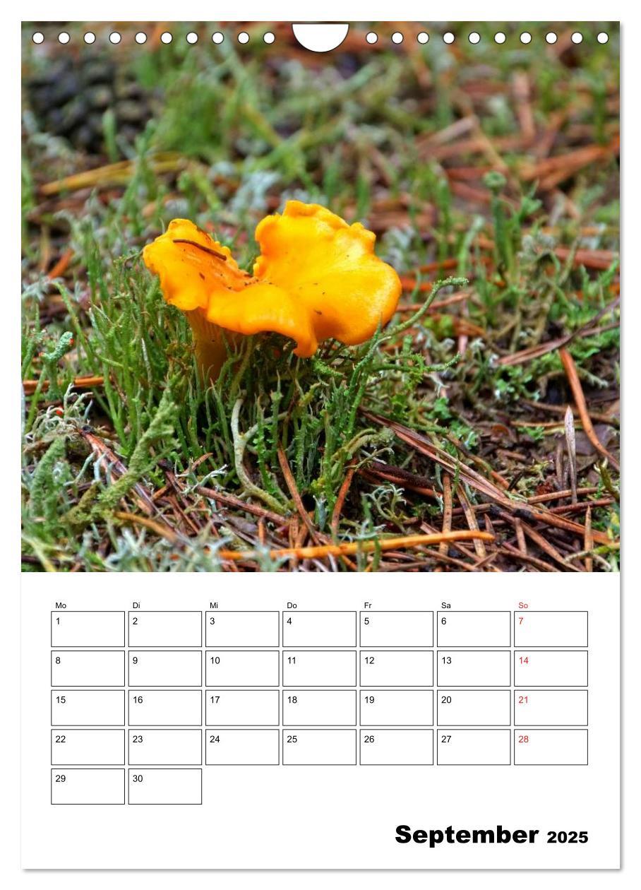 Bild: 9783457054857 | Heimische Waldpilze (Wandkalender 2025 DIN A4 hoch), CALVENDO...