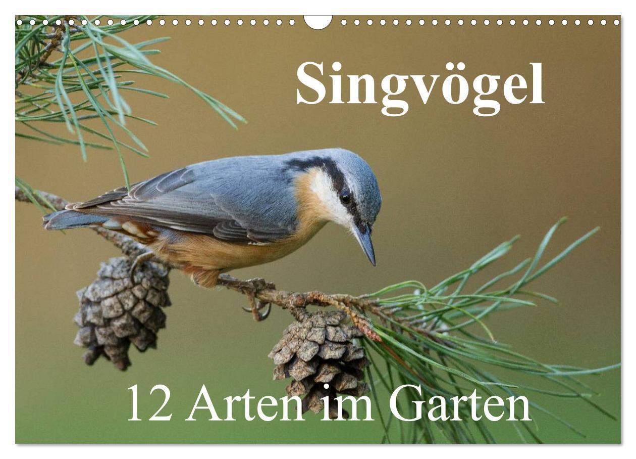 Cover: 9783675693081 | Singvögel - 12 Arten im Garten (Wandkalender 2024 DIN A3 quer),...